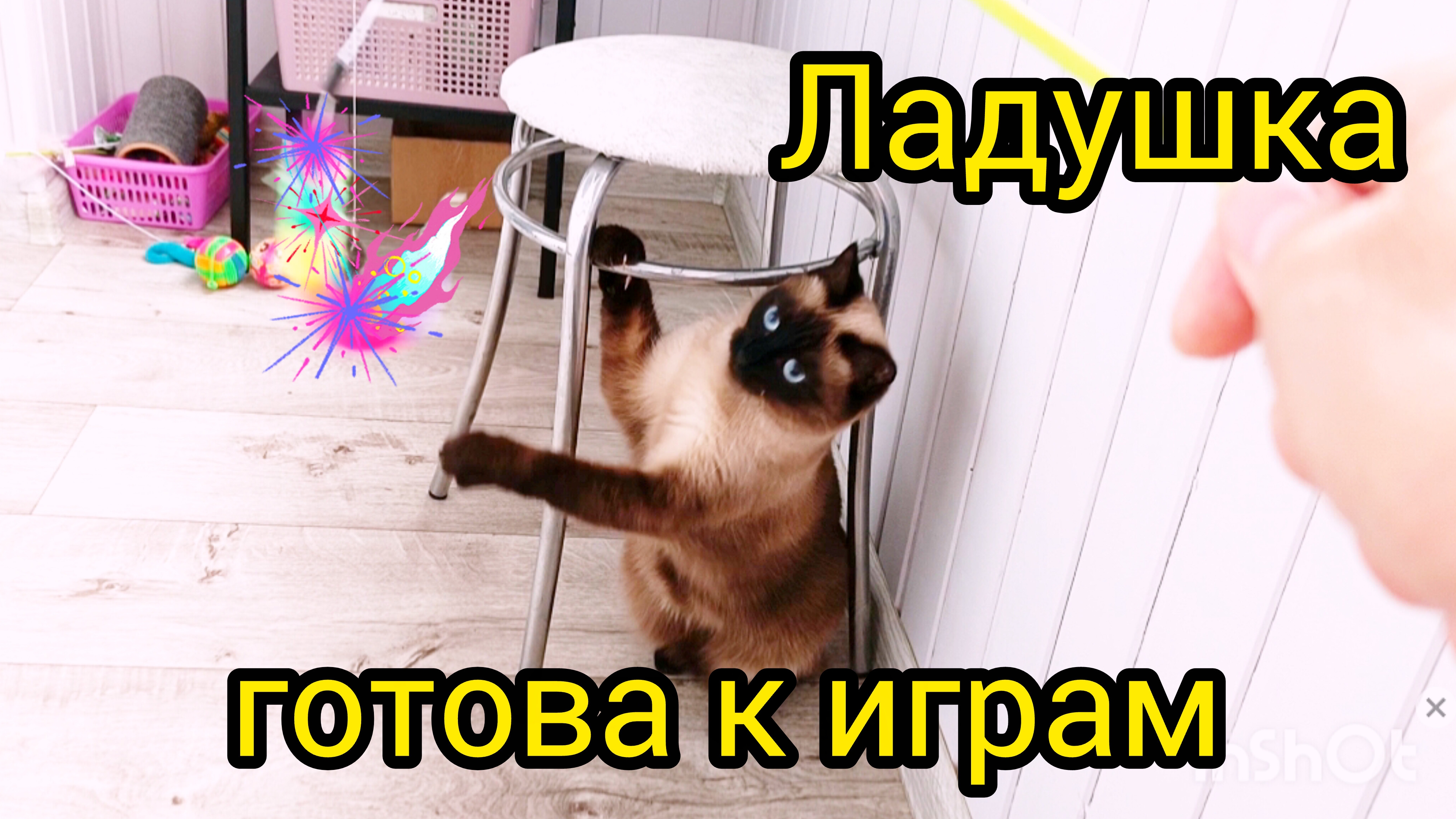 Кошка🐱Ладушка💕 #смешныекоты #котики #прикольные