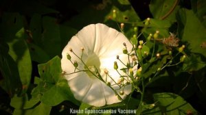 ИЗБРАННЫЕ НАСТАВЛЕНИЯ СВЯТОГО ЕФРЕМА СИРИНА