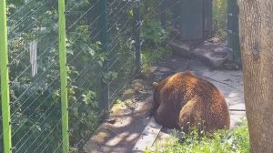 Нежный любимчик Мансур