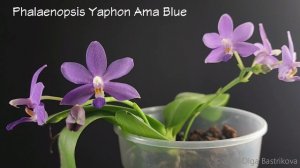 Phalaenopsis Yaphon Ama Blue