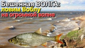 🔥Волга взбесилась, а мы ВОБЛУ ЛОВИМ🔥огромные волны против рыбаков. Рыбалка в Астрахани-2025 🔥