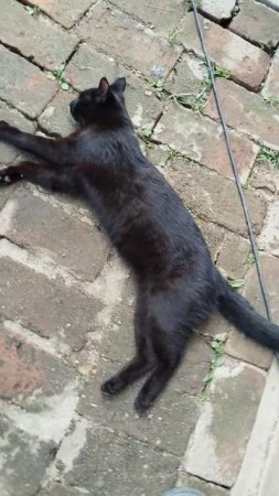 Котэ разморило