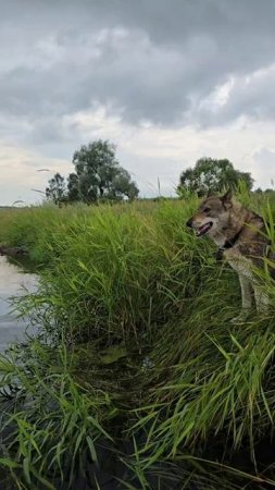 Каюра раскусили