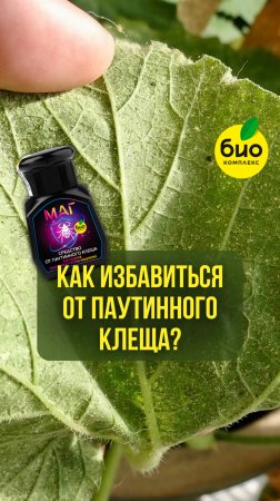 Как избавиться от паутинного клеща?