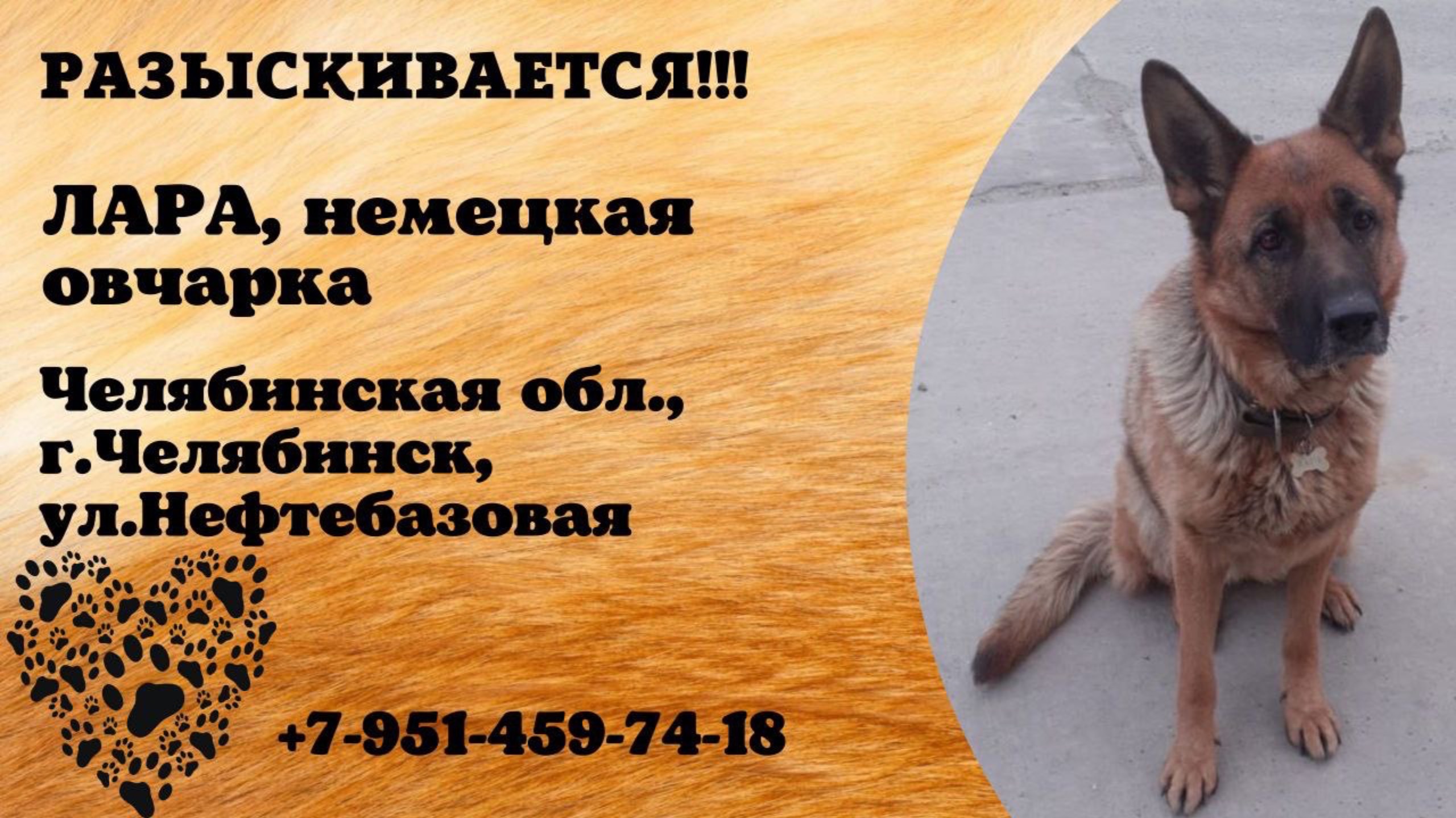 Пропала собака! ЛАРА, немецкая овчарка. Челябинская обл., г.Челябинск.