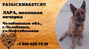 Пропала собака! ЛАРА, немецкая овчарка. Челябинская обл., г.Челябинск.