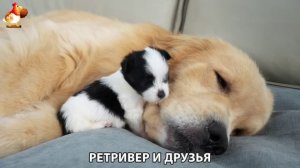 Золотистый ретривер и его друзья милые питомцы 🐕 выпуск (203)