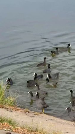 Птички на Кальмиусе в Донецке