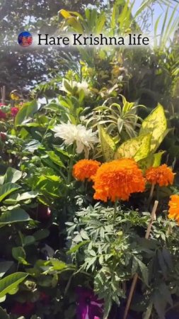 Pause the video to see the picture  #mayapur #beautiful #trending #photography #viral #shorts