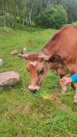 Feeding cute cows in Russia #Russia #cows #cute #shorts