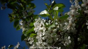 ИЗБРАННЫЕ МУДРЫЕ ЦИТАТЫ СОЛОМОНА