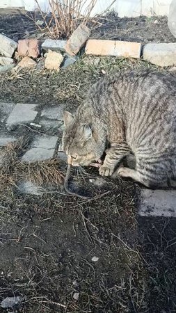 Кошка завалила крысу
