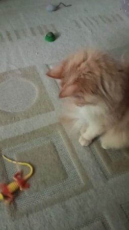 фокус не удался 😸🐾🦎