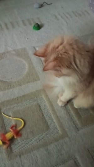 фокус не удался 😸🐾🦎