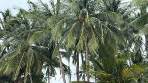 Пляж Самуи сегодня