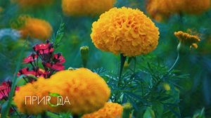Бархатцы, Tagetes erecta