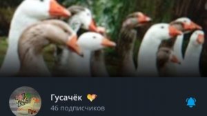 Гусачёк VS T1xen