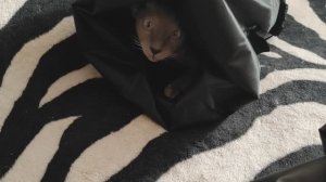 покупки) новые стулья)) болтовня))