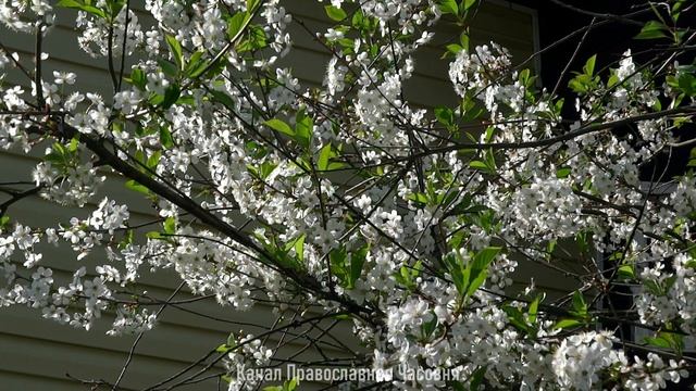 В ДУХОВНОЙ ЖИЗНИ ДЕЛАЙ ТАК И БУДЕТ ЛЕГЧЕ! смотреть онлайн