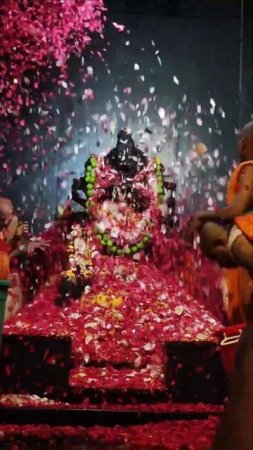 Pushpanjali Narasimha Chturdashi, 22,5,2024 #mayapur #narasimhadev #pushpanjali #flower #shorts