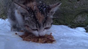 Котёнок замёрз и боится на улице, мы забираем его домой. Спасение