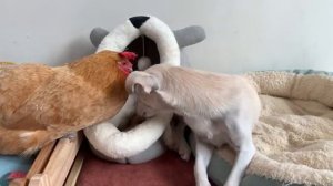 Кошка пригласила курицу и щенка стать няньками для котят - 2025 год