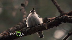 Поползень, Sitta europaea