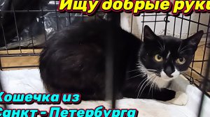Ищу добрые руки. Кошечка из Санкт-Петербурга.
