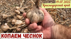 Копаем чеснок(19.07.2025).