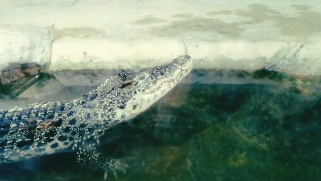 Крым Ялта Крокодиляриум