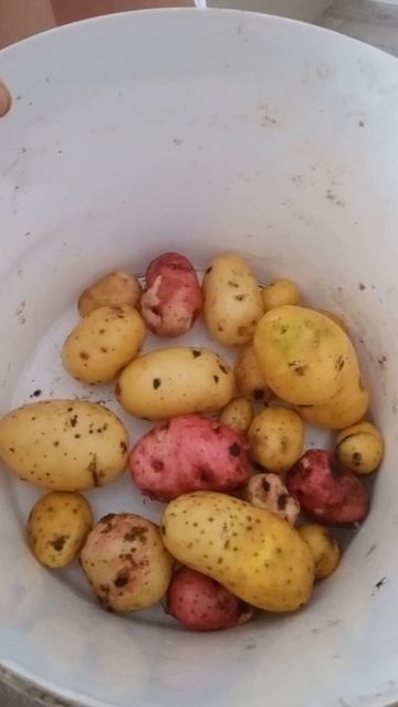 первый урожай