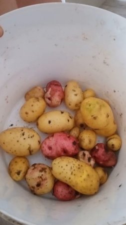 первый урожай