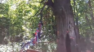 СИМКИНСКИЙ ДУБ