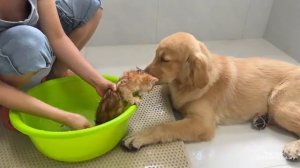 Котенок нервничал из-за купания, и золотистый ретривер успел его успокоить - 2025 год