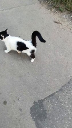 ‼️На улице СЕЙЧАС ПОЯВИЛИСЬ ТРИ кошки: черно-белая, трехцветная и тигрушка. 
Они ручные, явно домашн