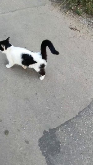 ‼️На улице СЕЙЧАС ПОЯВИЛИСЬ ТРИ кошки: черно-белая, трехцветная и тигрушка. 
Они ручные, явно домашн