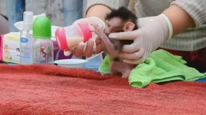 Обезьянке сироте 4 дня от роду Мама умерла Обмыли Накормили из соски ложечки Ожила Двигается МАЛЮПУС