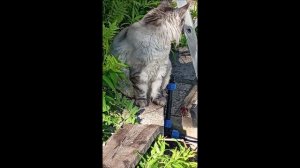 Кот. Кос