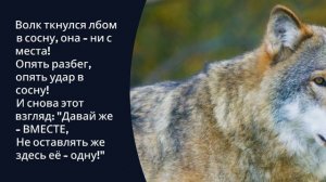 ВОЛЧЬЯ ВЕРНОСТЬ