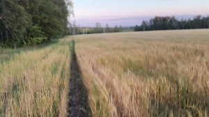 Четвертая пробежка после операции