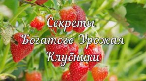 Секреты Богатого Урожая Клубники