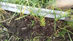 ЧЕСНОК УБИРАЙ ПРАВИЛЬНО И В СРОК!