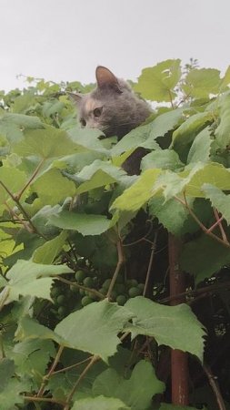 Виноградная кошка