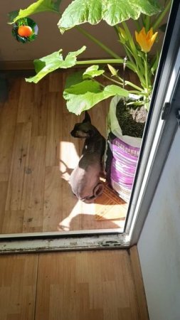 Директор этой гостиница 😼 Сад Огород На Балконе 🌼