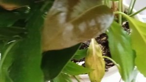 Новости моего окна 🪟