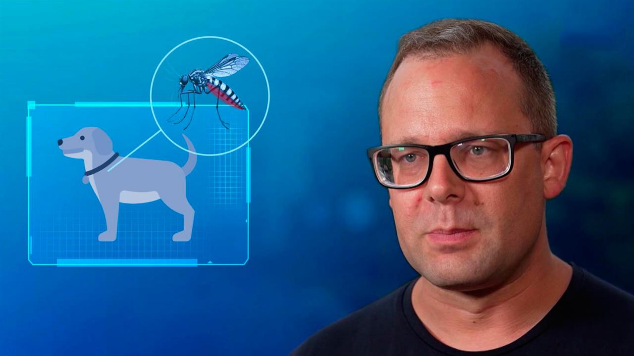 Эксперт рассказал, как укус комара может привести к заражению паразитами