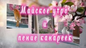 Майское утро и пение канареек. Погрузись в мир нежности