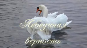 Лебединая верность. Стихи - Э.Роузи, генерация звука в ИИ - В.Гарсия, монтаж - Е.Доставалов