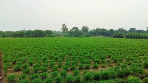 Really beautiful Nature and deities in Mayapur Dham