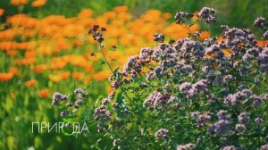 Душица обыкновенная, Origanum vulgare